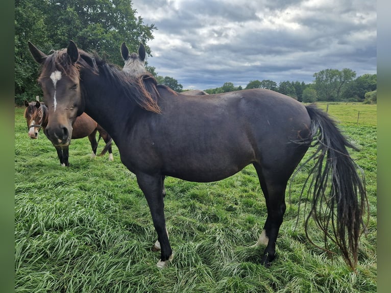 Knabstrupper Mix Merrie 4 Jaar 147 cm Bruin in Lathen