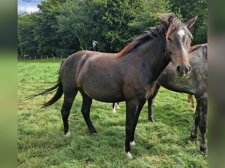 Knabstrupper Mix Merrie 4 Jaar 147 cm Bruin in Lathen
