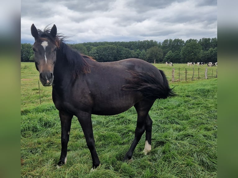 Knabstrupper Mix Merrie 4 Jaar 147 cm Bruin in Lathen