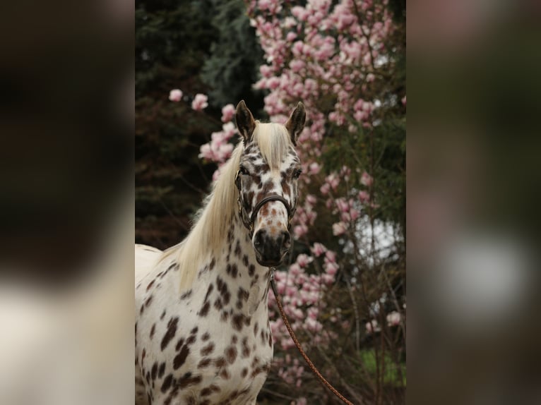 Knabstrupper Merrie 4 Jaar 155 cm Appaloosa in Rehburg-Loccum