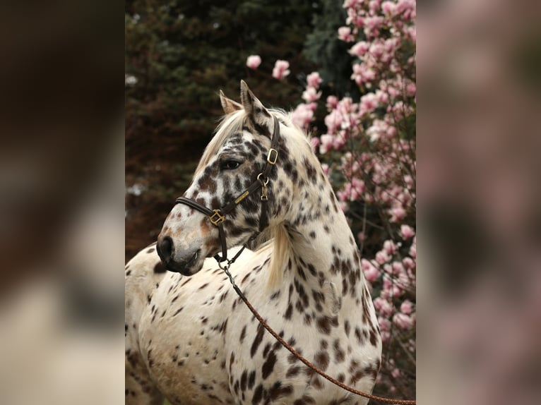 Knabstrupper Merrie 4 Jaar 155 cm Appaloosa in Rehburg-Loccum
