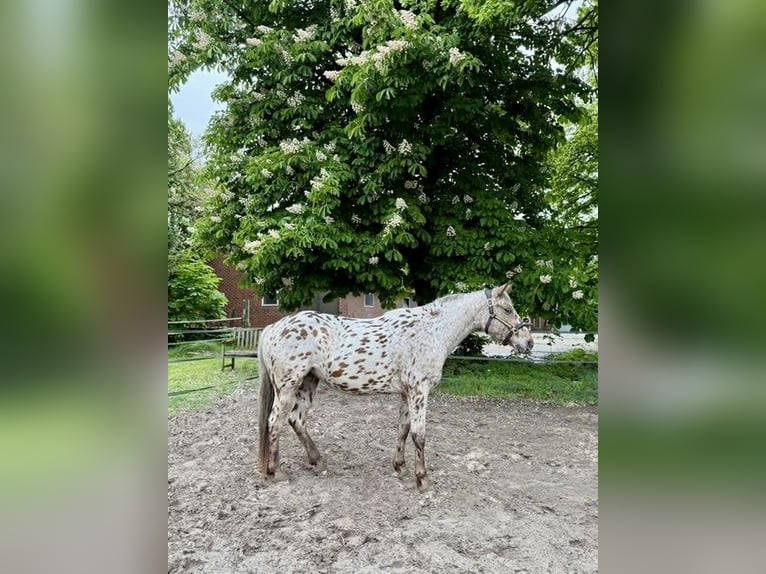 Knabstrupper Merrie 4 Jaar 155 cm Appaloosa in Nordhorn