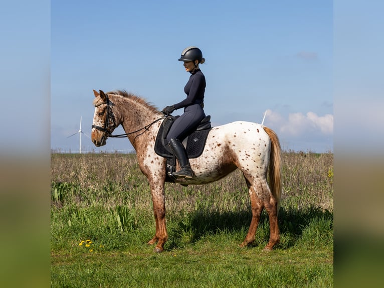 Knabstrupper Merrie 4 Jaar 163 cm  in Weilerswist