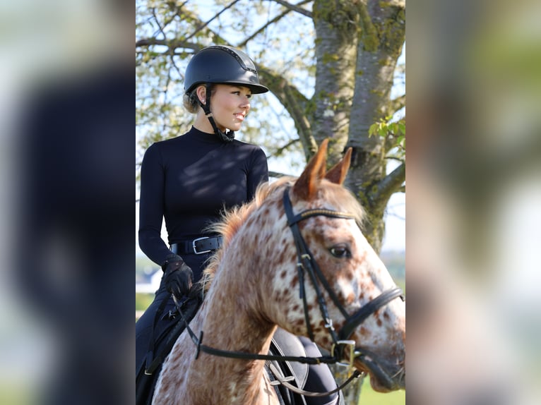 Knabstrupper Merrie 4 Jaar 163 cm  in Weilerswist