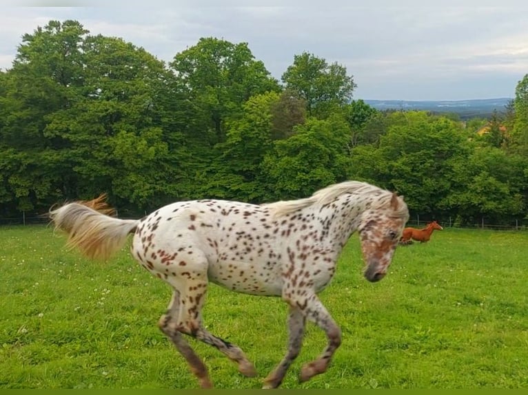 Knabstrupper Merrie 4 Jaar 165 cm Appaloosa in Nittenau