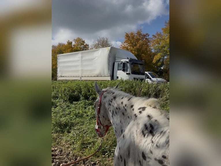 Knabstrupper Merrie 5 Jaar 156 cm Appaloosa in Achstetten