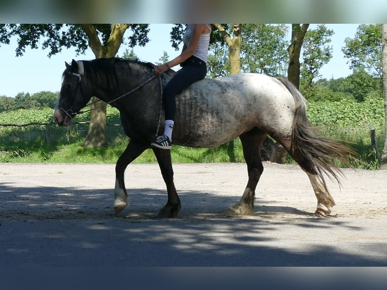 Knabstrupper Merrie 5 Jaar 158 cm Appaloosa in Lathen