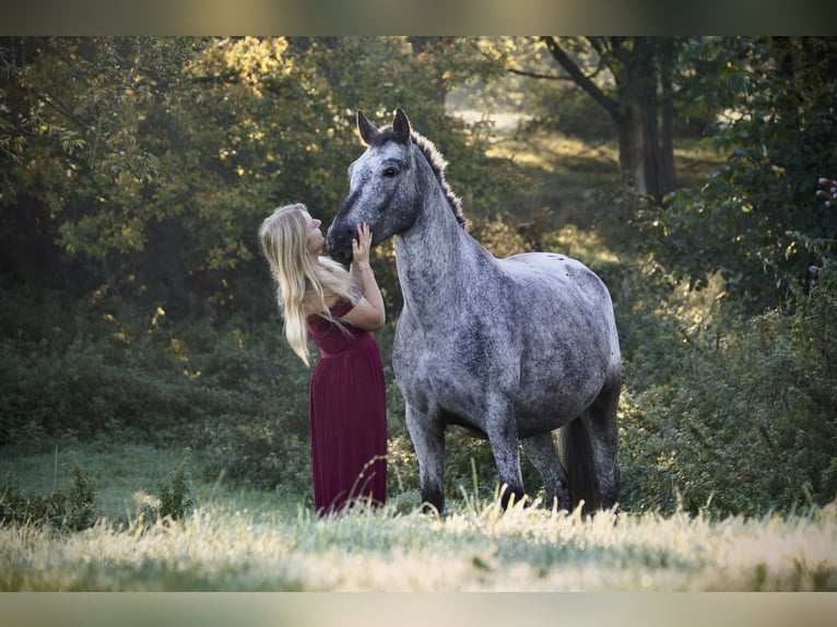 Knabstrupper Mix Merrie 6 Jaar 152 cm in Leverkusen