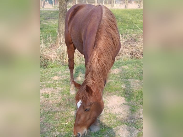 Knabstrupper Merrie 6 Jaar 155 cm Vos in Ihlienworth