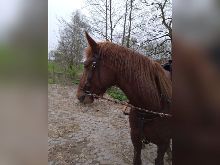 Knabstrupper Merrie 6 Jaar 155 cm Vos in Ihlienworth