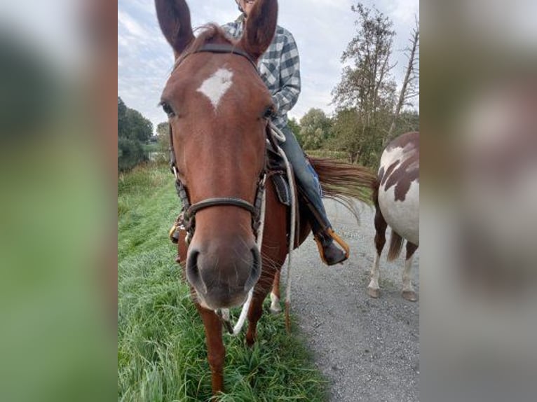 Knabstrupper Merrie 6 Jaar 155 cm Vos in Ihlienworth