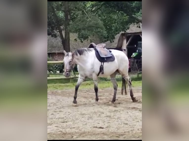 Knabstrupper Merrie 6 Jaar 158 cm Appaloosa in Büdelsdorf