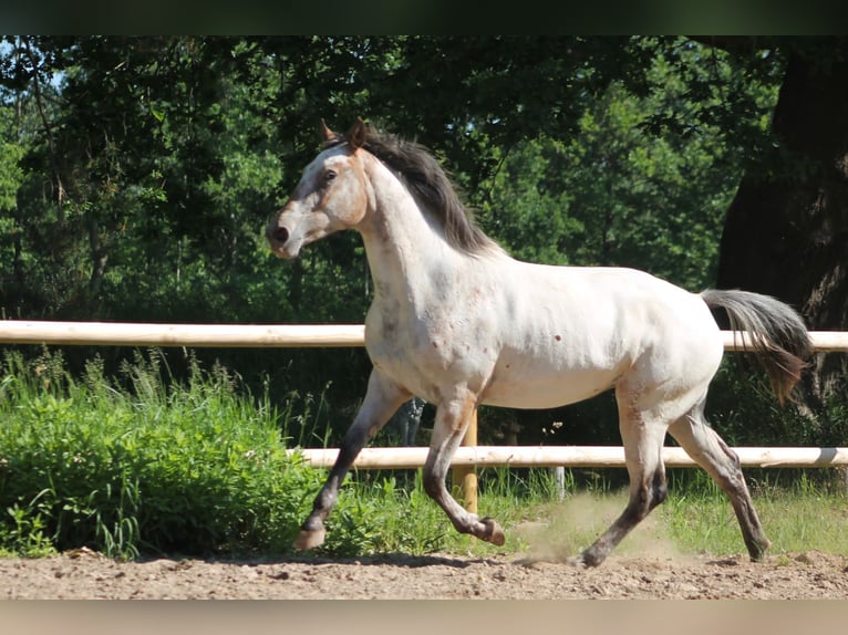 Knabstrupper Merrie 6 Jaar 158 cm Appaloosa in Büdelsdorf