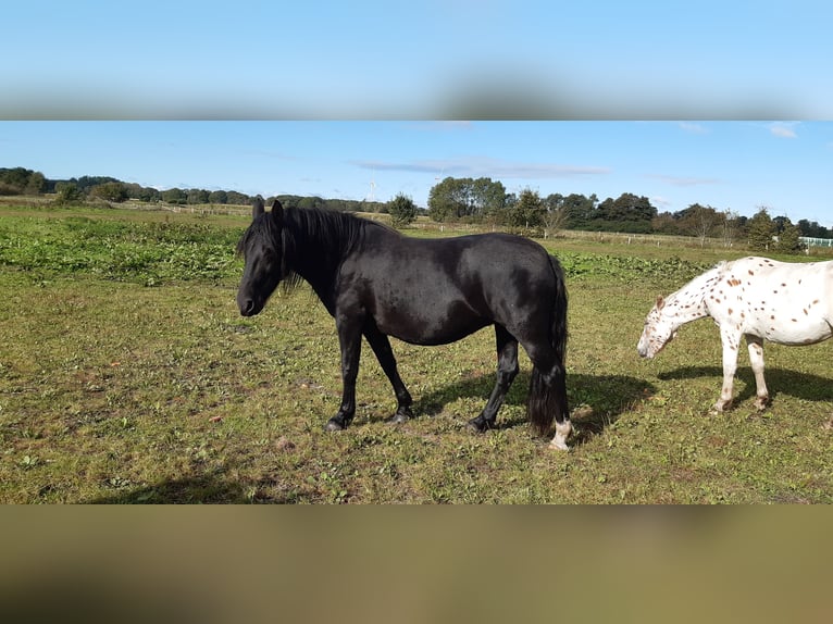 Knabstrupper Merrie 6 Jaar 158 cm Zwart in Hollenstedt