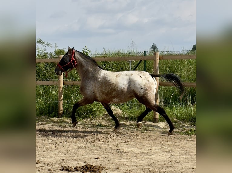 Knabstrupper Merrie 6 Jaar 160 cm Appaloosa in Stahnsdorf