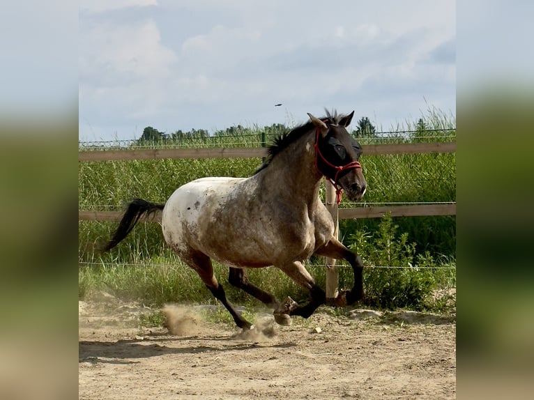 Knabstrupper Merrie 6 Jaar 160 cm Appaloosa in Stahnsdorf