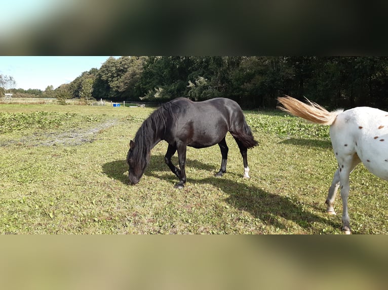 Knabstrupper Merrie 7 Jaar 158 cm Zwart in Hollenstedt