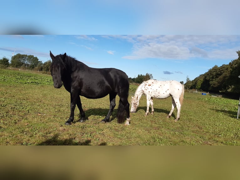 Knabstrupper Merrie 7 Jaar 158 cm Zwart in Hollenstedt