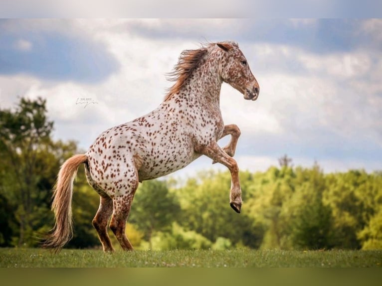 Knabstrupper Merrie 8 Jaar 155 cm Appaloosa in Bargteheide