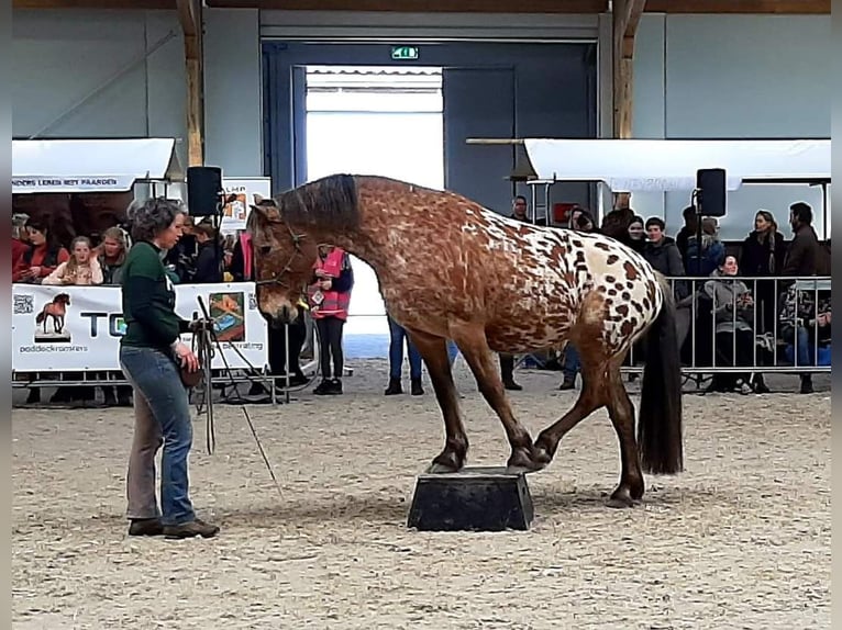 Knabstrupper Mix Merrie 8 Jaar 155 cm Appaloosa in Amersfoort