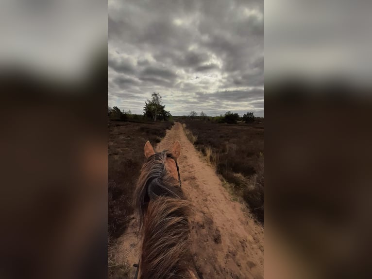 Knabstrupper Mix Merrie 8 Jaar 155 cm Appaloosa in Amersfoort