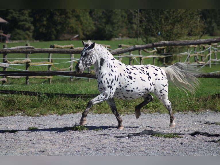 Knabstrupper Merrie 9 Jaar 125 cm Appaloosa in Roßhaupten