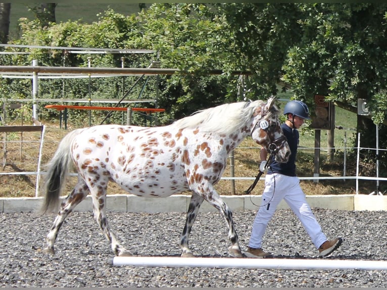 Knabstrupper Merrie 9 Jaar 145 cm Appaloosa in Naila