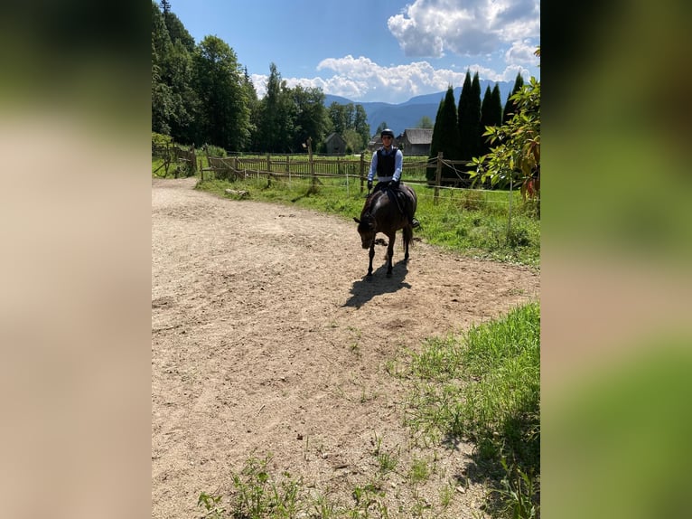 Knabstrupper Merrie 9 Jaar 152 cm Zwart in Pruggern