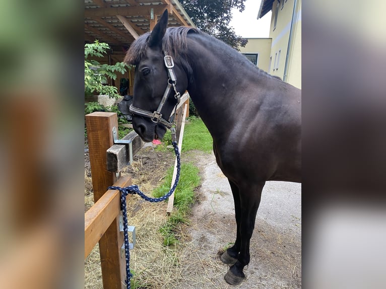 Knabstrupper Merrie 9 Jaar 152 cm Zwart in Pruggern