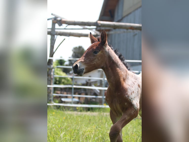 Knabstrupper Merrie  155 cm Appaloosa in Ro&#xDF;haupten