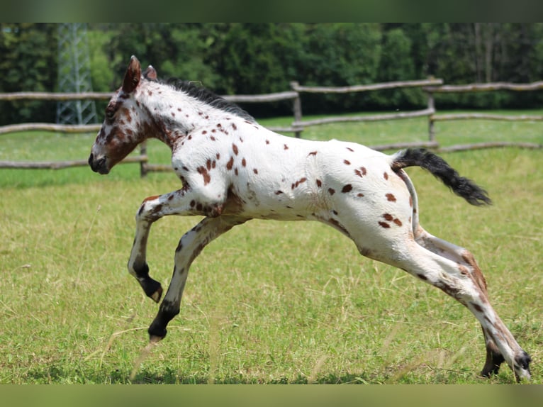 Knabstrupper Merrie veulen (06/2024) 155 cm Appaloosa in Roßhaupten