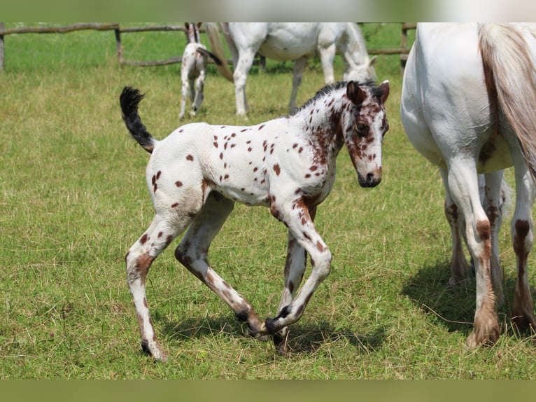 Knabstrupper Merrie veulen (06/2024) 155 cm Appaloosa in Roßhaupten