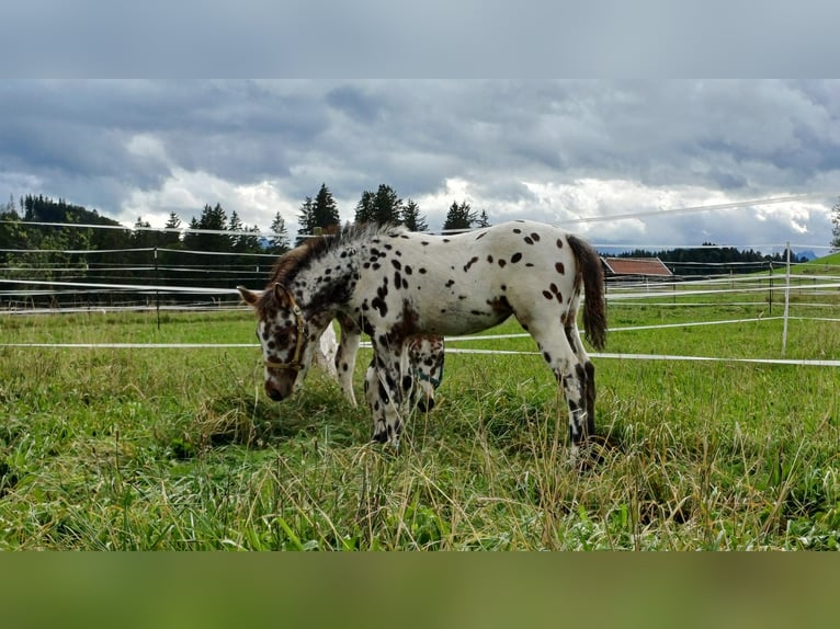 Knabstrupper Merrie veulen (06/2024) 155 cm Appaloosa in Roßhaupten