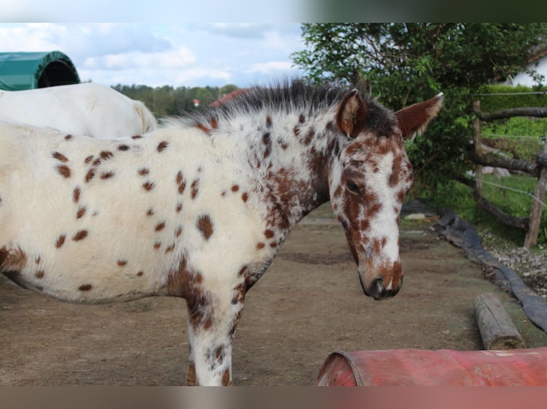 Knabstrupper Merrie veulen (06/2024) 155 cm Appaloosa in Roßhaupten