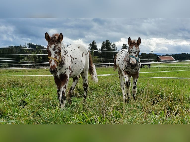 Knabstrupper Merrie veulen (06/2024) 155 cm Appaloosa in Roßhaupten