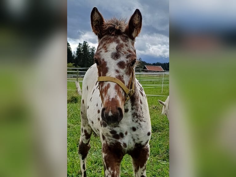 Knabstrupper Merrie veulen (06/2024) 155 cm Appaloosa in Roßhaupten