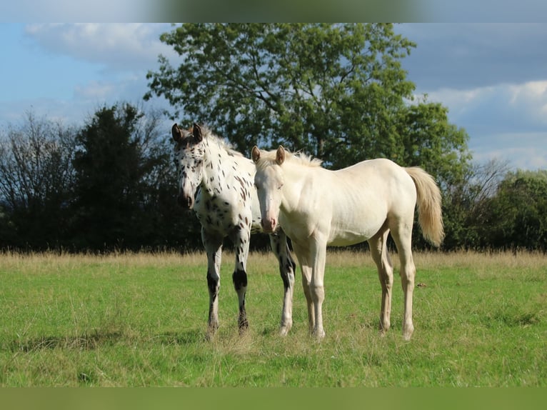 Knabstrupper Mix Merrie Veulen (05/2026) 168 cm Cremello in Monmouth