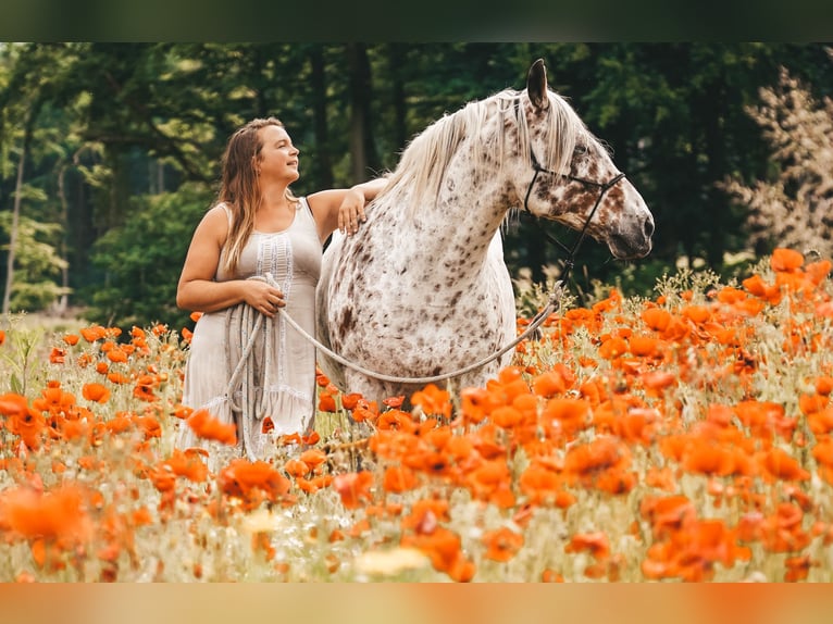 Knabstrupper Ruin 10 Jaar 150 cm Appaloosa in Kukuk