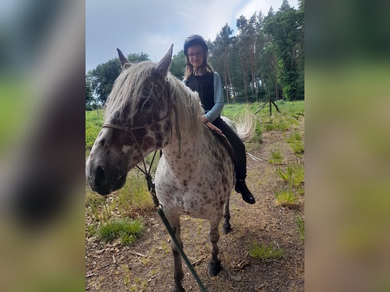 Knabstrupper Ruin 10 Jaar 150 cm Appaloosa in Kukuk