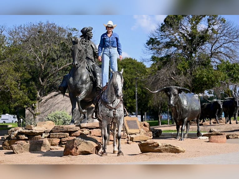 Knabstrupper Ruin 10 Jaar 163 cm in Waco, TX