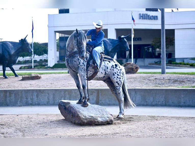 Knabstrupper Ruin 10 Jaar 163 cm in Waco, TX