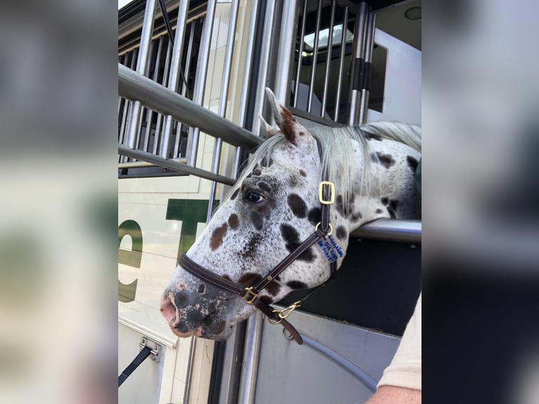 Knabstrupper Ruin 10 Jaar 167 cm Appaloosa in Bergamo
