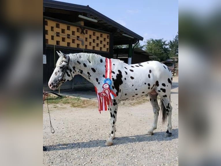 Knabstrupper Ruin 10 Jaar 167 cm Appaloosa in Boccaleone