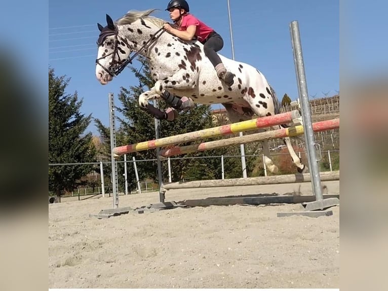 Knabstrupper Ruin 10 Jaar 167 cm Appaloosa in Boccaleone