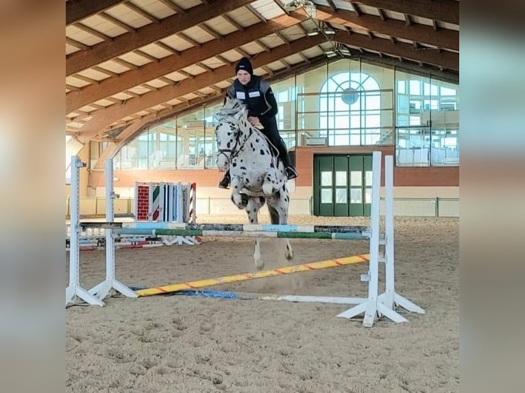 Knabstrupper Ruin 10 Jaar 167 cm Appaloosa in Boccaleone