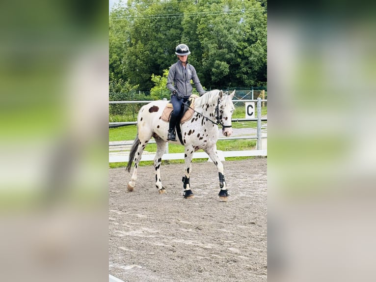 Knabstrupper Ruin 10 Jaar 167 cm Appaloosa in Boccaleone