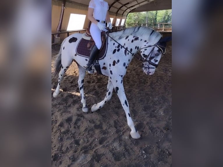 Knabstrupper Ruin 10 Jaar 167 cm Appaloosa in Boccaleone
