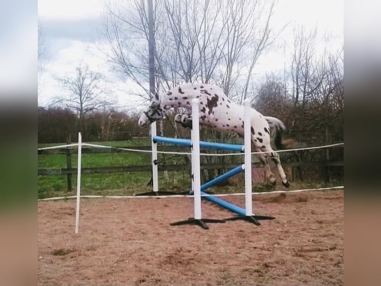 Knabstrupper Ruin 10 Jaar 167 cm Appaloosa in Boccaleone