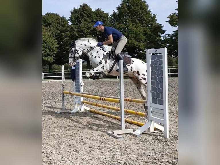 Knabstrupper Ruin 10 Jaar 167 cm Appaloosa in Boccaleone