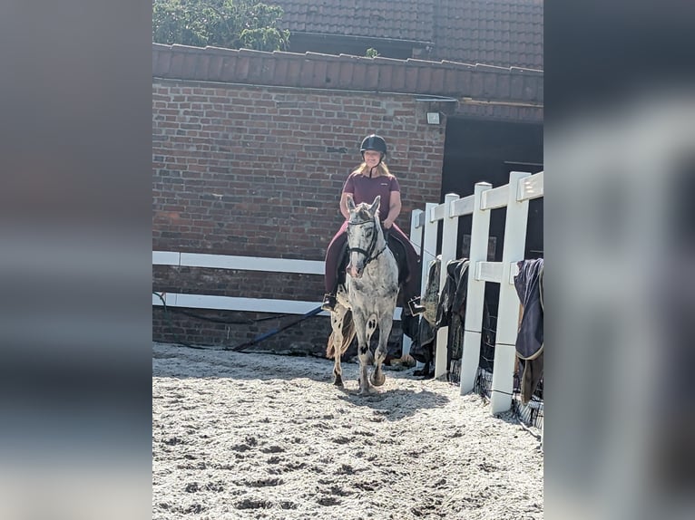 Knabstrupper Mix Ruin 11 Jaar 144 cm Overo-alle-kleuren in Waldfeucht